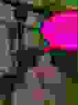 Shitified image