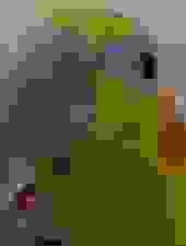 Shitified image