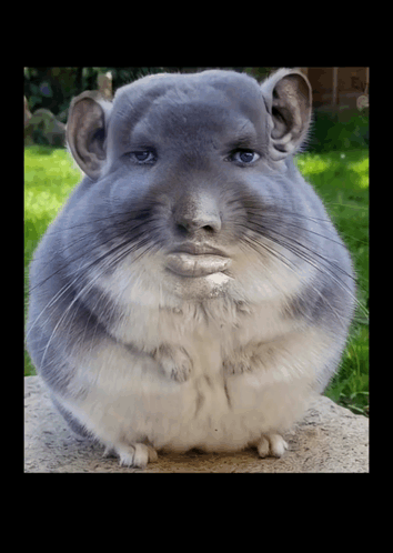 Shitified image