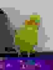 Shitified image