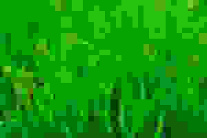 Shitified image